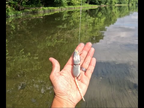 Big Smallmouth Bass Couldn't Resist That Rat!