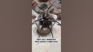 350 Million-Year-Old Sea Monsters Discovered in Morocco! 🦑🌍