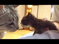 突然子猫と猫達が急接近してしまった結果。。