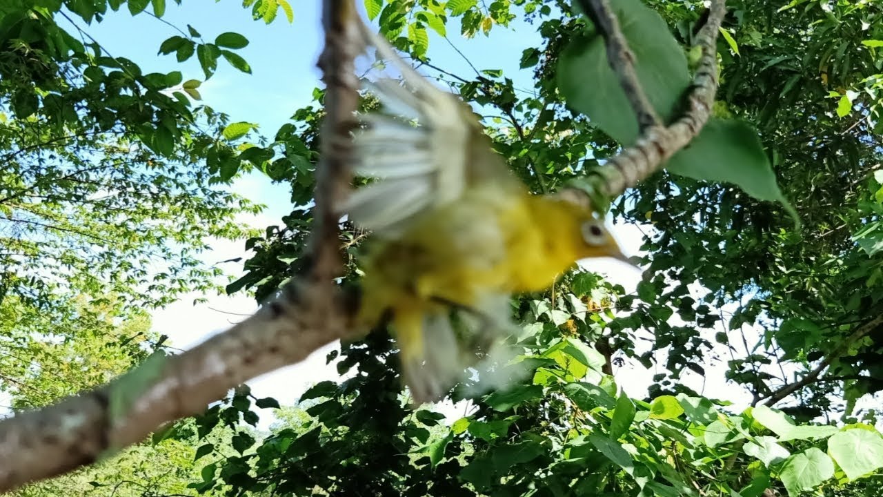 Pasang Perangkat Burung Pleci 