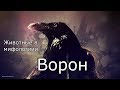Животные в мифологии: Ворон