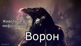 Животные в мифологии: Ворон Животные в мифологии: Ворон