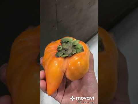 حد شاف الكاكا فاكهه الكاكي دي قبل كده غريبه جدا 