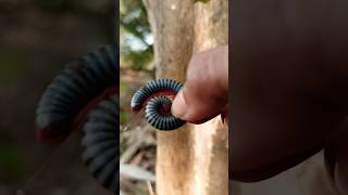 HORROR! Red Millipede - short video #snailhunter