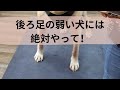 【犬の前足】怪我予防ケア＆マッサージ（後ろ足の弱い犬は特に！）Front Leg Injury Prevention & Massage for Dogs with Weak Hind Legs