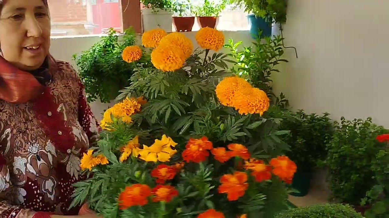 جاوبنا على تساؤلاتكم فهاد الفيديو بخصوص التربة التسمية بزاف ديال العوامل اللي كتأثر على النباتات 