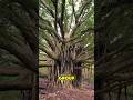 The Banyan Tree That Turns Into A Mini Forest! #BanyanTree #FicusBenghalensis #GreatBanyan