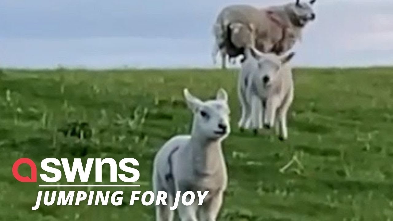 Jumping for joy! Hilarious video shows lamb bouncing along | SWNS