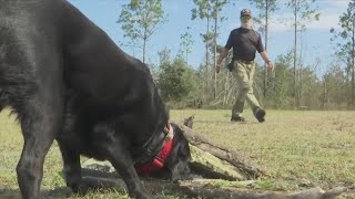 K-9 Training