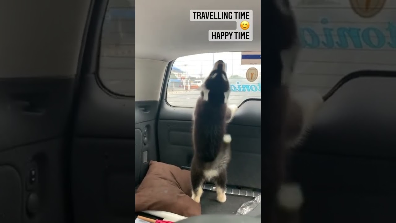 Husky Happy Time. 🐶 🐶 🐶  