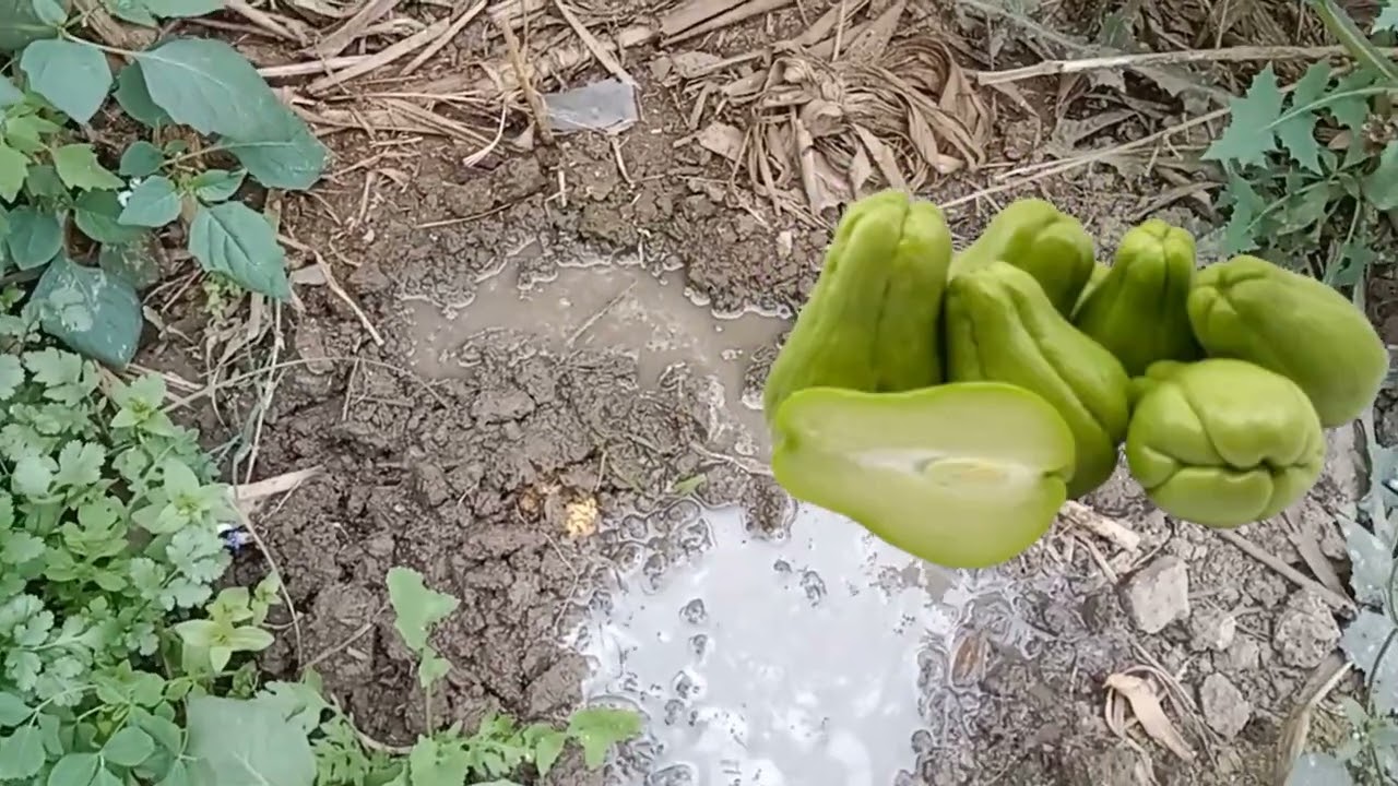 आज का  vlogs mein bangaal mein pae jaane vaala eskos