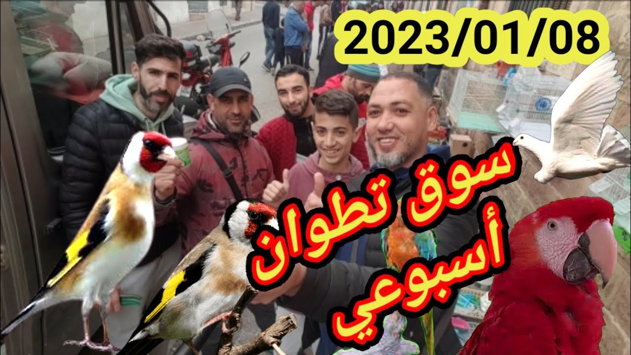 سوق تطوان أسبوعي لبيع الطيور والحمام والمستلزمات اثمن مناسب 💥💥💥بتاريخ 2023. 01 .08