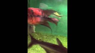 Paretroplus Menarambo Xl