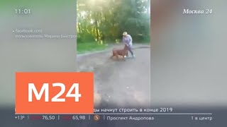 Появились новые подробности в истории заводчицы собак в Подмосковье - Москва 24 Появились новые подробности в истории заводчицы собак в Подмосковье - Москва 24