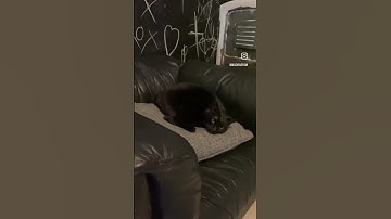 Black Cat Glitches the Matrix 🐈‍⬛ 💻 💨