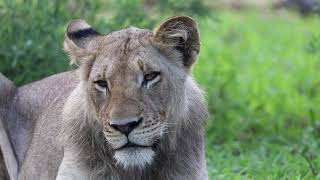 Shingwedzi Young Male Again.      #krugernationalpark #africa #southafrica