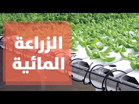 فيديو: ما هو التشبع بالمياه وكيف يضر بالمحاصيل؟