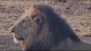 Huge Male Lions - we follow in the footsteps of the Trichardt Lion Coalition