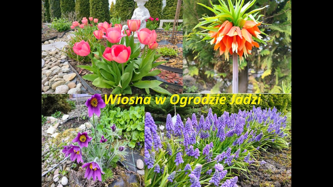 Kwiecień w ogrodzie. Kwitną pierwsze tulipany. Wiosna. |Ogród Jadzi#193