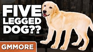 Storytime: 5-Legged Dog