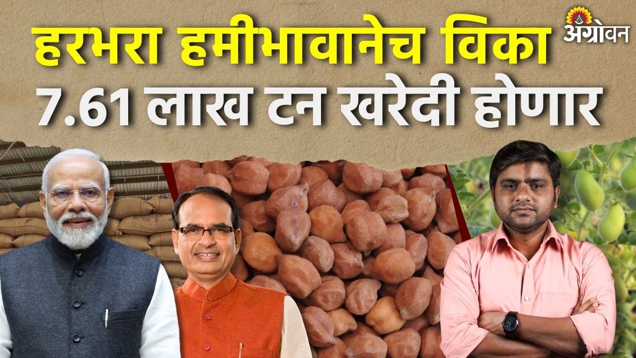 Chana Market Rate: सध्या हरभऱ्याचा भाव हमीभावापेक्षा ८०० ते ११०० रुपयांपेक्षा कमी | Agrowon