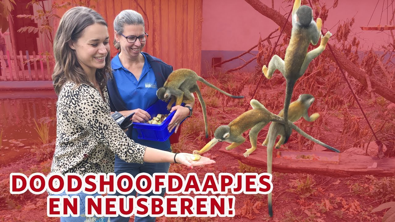 🐒 Hoe gaat het nu met de DOODSHOOFDAAPJES en NEUSBEREN? 🐒