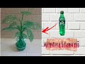 Cara membuat monstera adansonii dari botol plastik sprite/ kerajinan dari limbah botol plastik