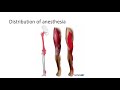 femoral lecture recording.mp4