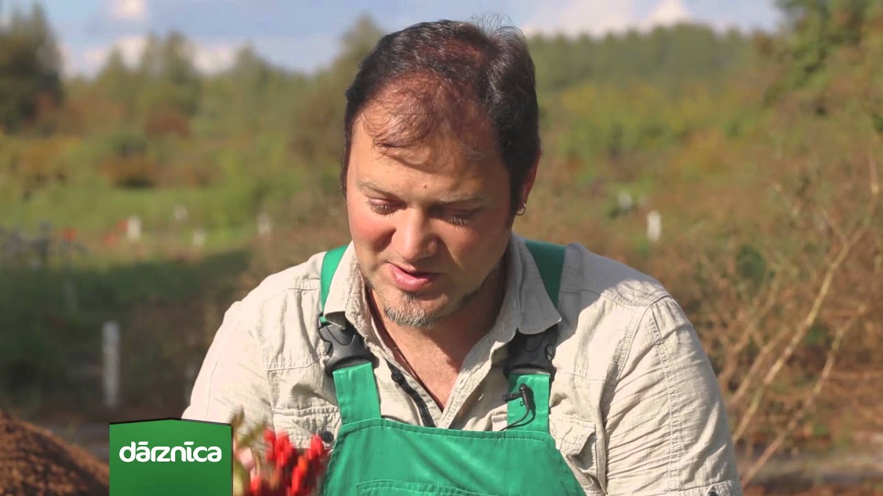 Septembra mēneša augs - pīlādzis