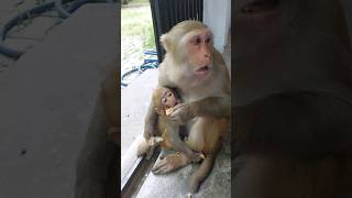 Bache Ko Khana Khila Rahi Ma monkey bandar monkeybaby
