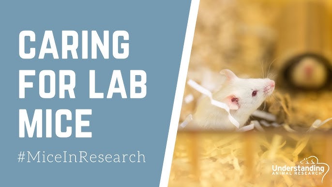 Video: mouse cage enrichment :: Understanding Animal Research