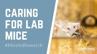 Caring for laboratory mice