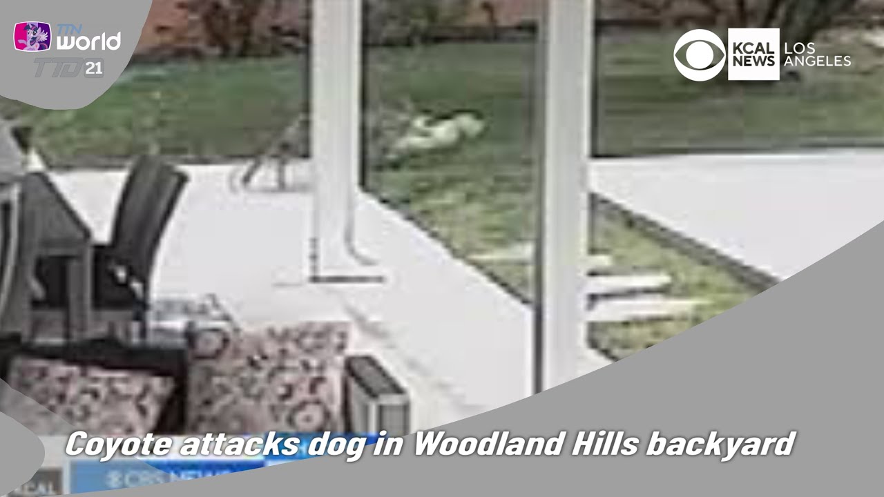 Coyote attacks dog in Woodland Hills backyard 8 September 2023 KCAL