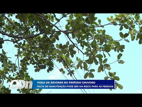 Poda de árvores: Falta de manutenção pode ser um risco paras as pessoas 24 04 2026