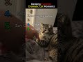Ranking Funniest Dramatic Cat Moments 🐱😂