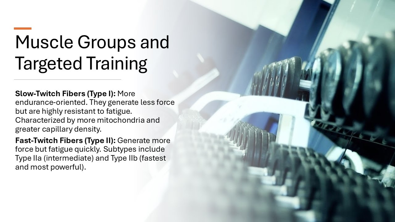 Muscle Groups and Targeted Training (Notes included) - YouTube