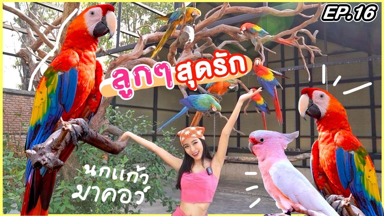 เปิดบ้านนกแก้วมาคอว์ที่รักที่สุดของคริสตี้ (พูดได้ด้วย!!)