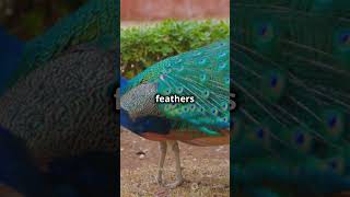 Why the Bustard Bird is One of Nature's Greatest Wonders!