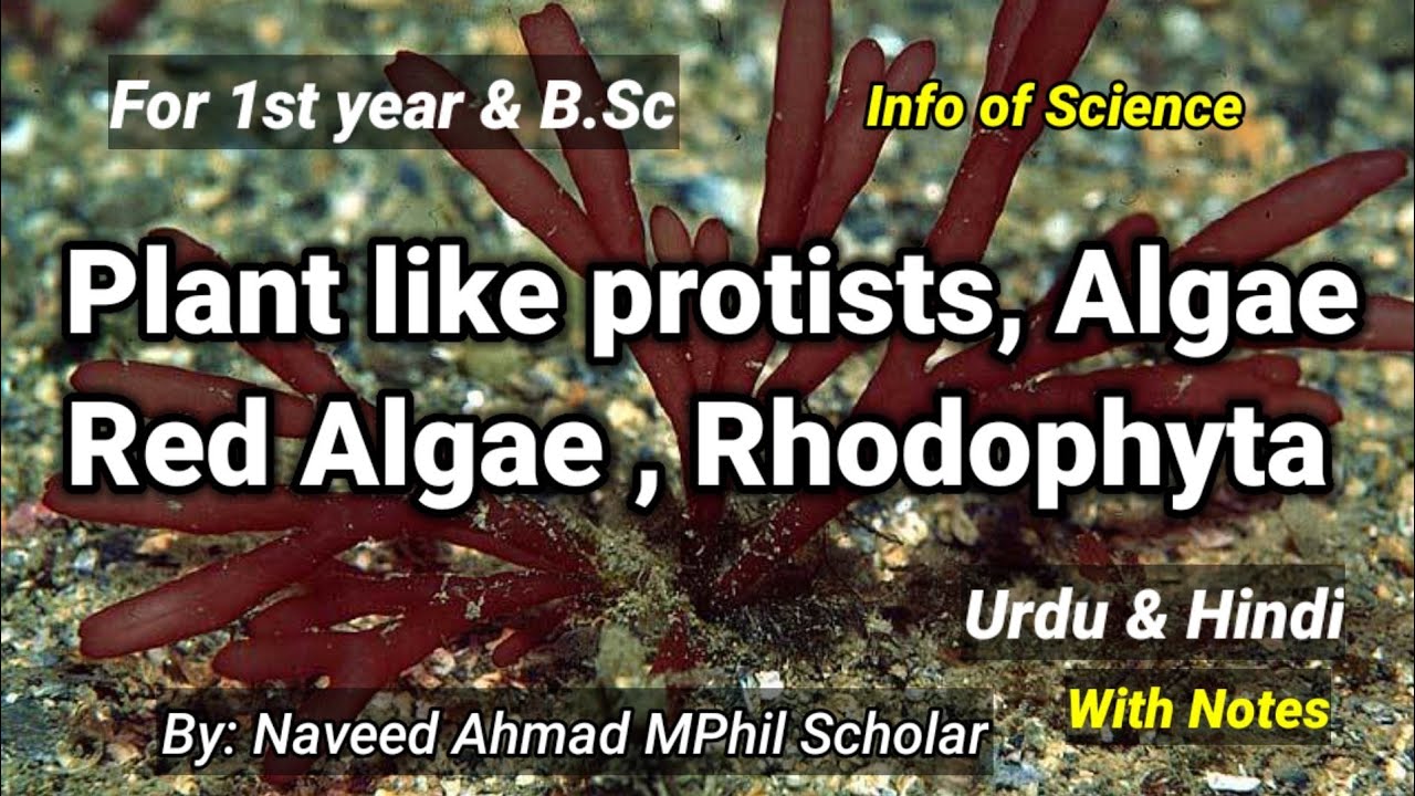 Red Algae | Rhodophyta | Plant like protists 