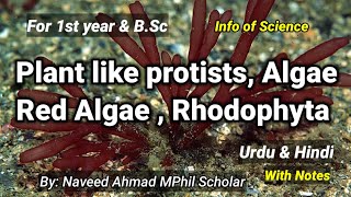 Red Algae | Rhodophyta | Plant like protists #Algae | Chapter protista