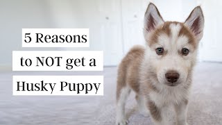 5 Reasons to NOT Get a Husky Puppy