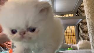 Himalayan kittens born August 3 2022