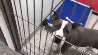 PACC will waive adoption fees Saturday for 'Clear The Shelter' campaign