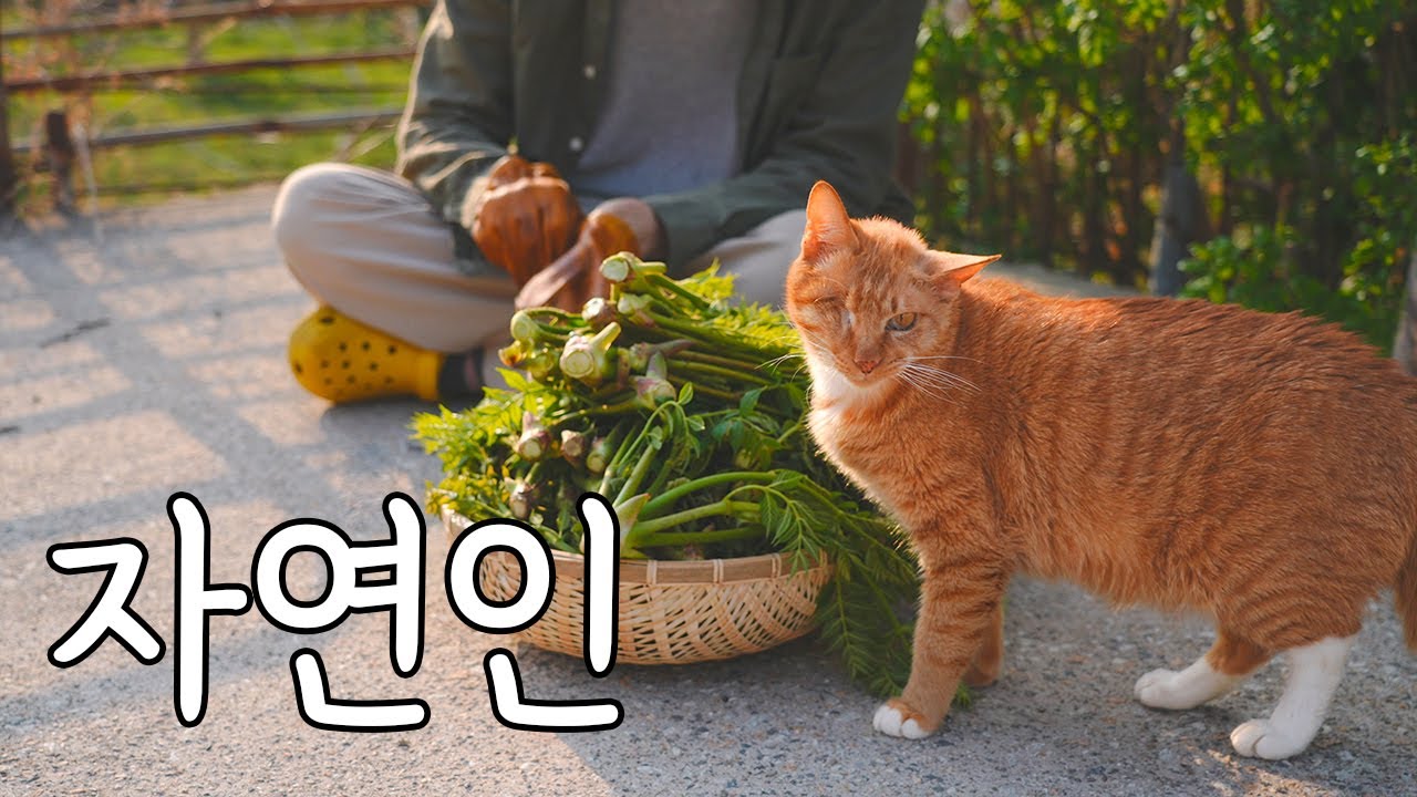 Корейская сельская весна с кошками