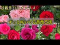 景観作りにオススメ🌹【ずっと咲いている薔薇】5選😊🐻 香りも花もちもよい薔薇も紹介🌹✨