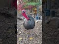 Speaking Turkey