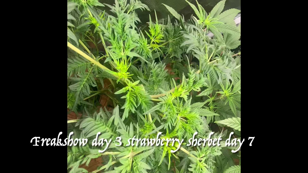 Mars Hydro grow journal ts1000 day 4 of flower Freakshow, in a 2x2 tent DWC