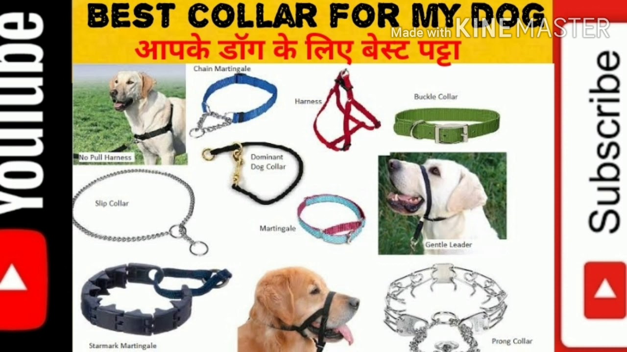 ошейник коллар дог колор. ошейник halti collar / 15221a. ошейник коллар дог с подкладом. ошейник коллар для средних собак. коллар дог.