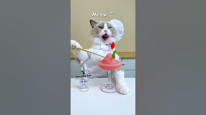 Welcome back to “a bit of cat”! #thatlittlepuff #abitofcat