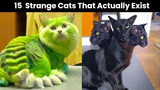 15 Abnormally Strange Cats That Actually Exist | tonkinese cat